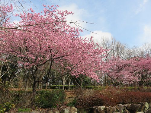 富士西公園の河津桜の見頃
