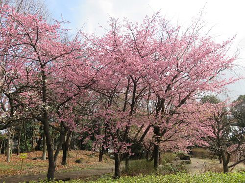 富士西公園の河津桜の見頃時期の早咲き桜並木