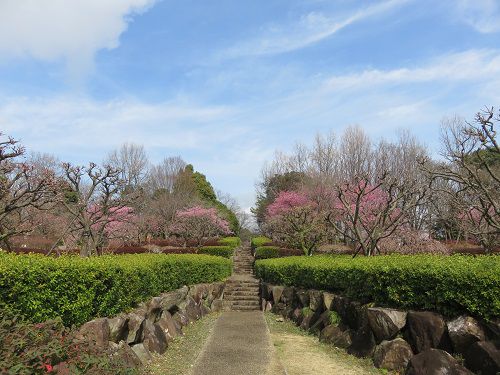 富士西公園の梅園、河津桜No2