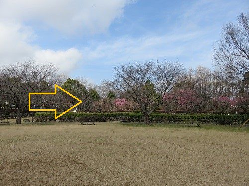 富士西公園の梅園、河津桜