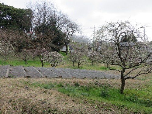 広見公園の梅園No1