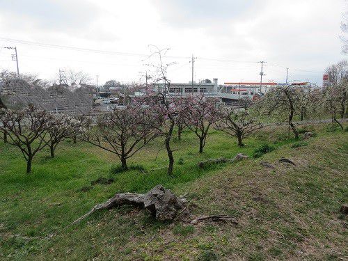 広見公園の梅園No２