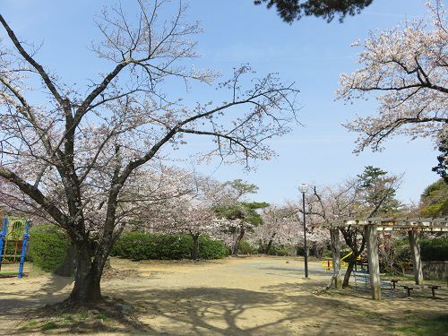 つつじ公園、桜【磐田市】：好天