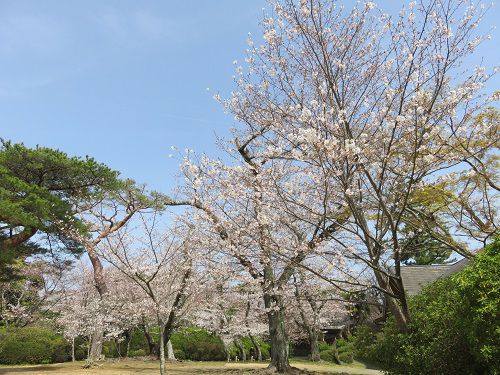 つつじ公園、桜【磐田市】：見頃の桜１