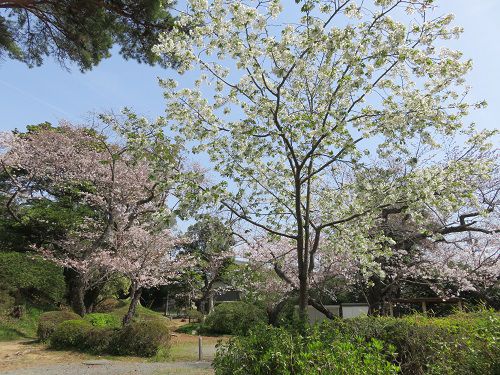 つつじ公園、桜【磐田市】：見頃の桜２