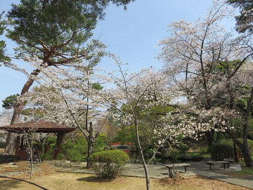 つつじ公園、桜【磐田市】：見頃の桜５