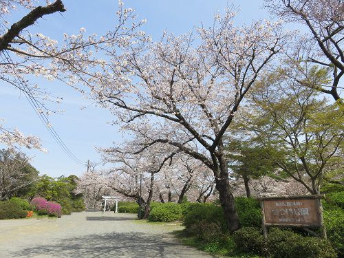 つつじ公園、桜【磐田市】：見頃の桜４