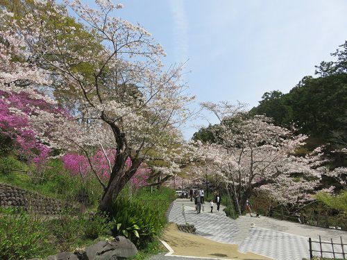 法多山、桜【袋井市】：見頃の桜