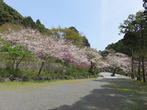 法多山、桜【袋井市】：天気の良い時の桜