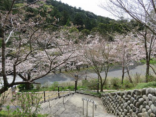 法多山、桜【袋井市】：上から眺めた桜