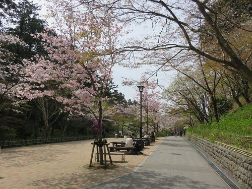 法多山、桜【袋井市】：満開の桜