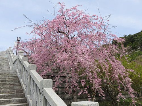 法多山、桜【袋井市】：見頃の枝垂れ桜