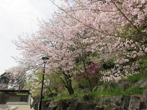 法多山、桜【袋井市】：満開の桜２