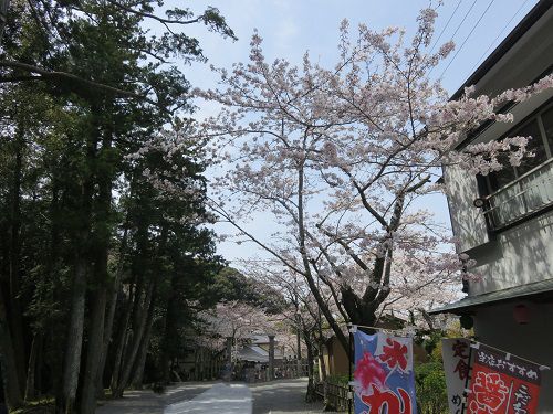 法多山、桜【袋井市】：参道沿いの桜