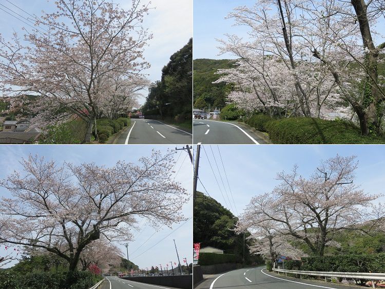 法多山、桜【袋井市】：道路沿いの桜
