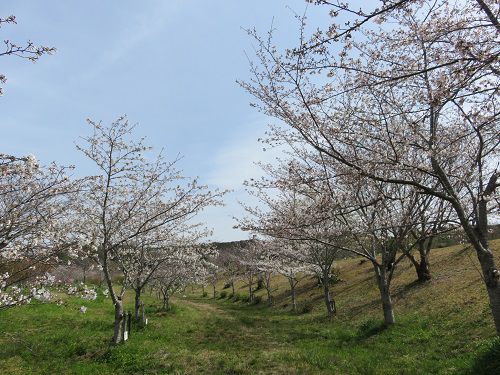 小笠山総合運動公園（エコパ）、桜【袋井市】：見頃前の桜並木