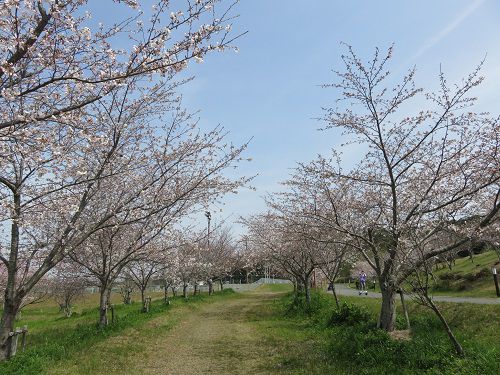 小笠山総合運動公園（エコパ）、桜【袋井市】：桜並木