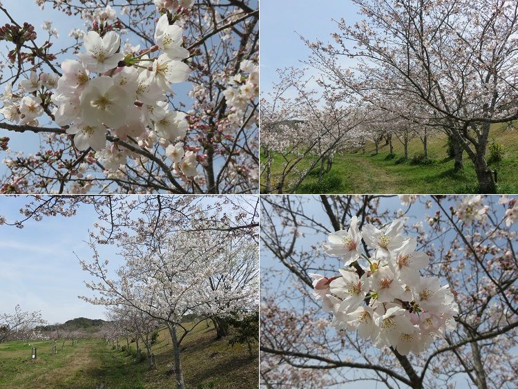 小笠山総合運動公園（エコパ）、桜【袋井市】：見頃の桜