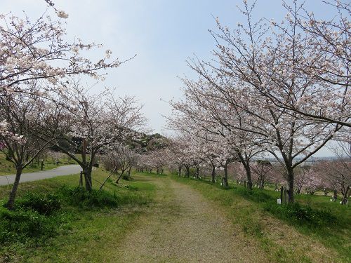 小笠山総合運動公園（エコパ）、桜【袋井市】：桜樹