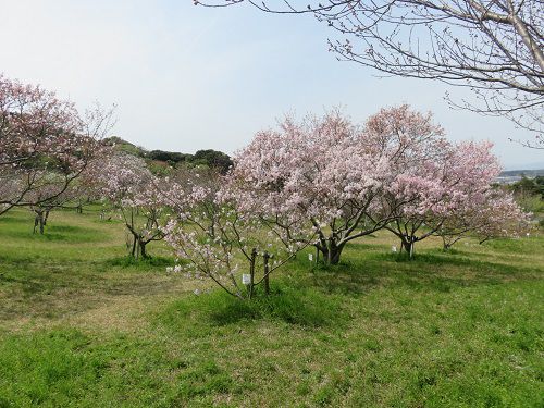 小笠山総合運動公園（エコパ）、桜【袋井市】：見頃の桜景色