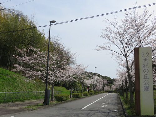 22世紀の丘公園、桜【掛川市】：園内入口の桜