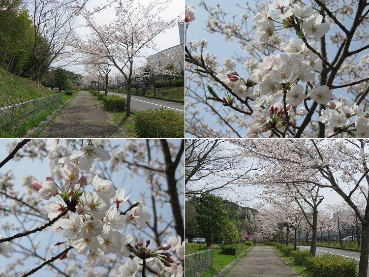 22世紀の丘公園、桜【掛川市】：満開の桜