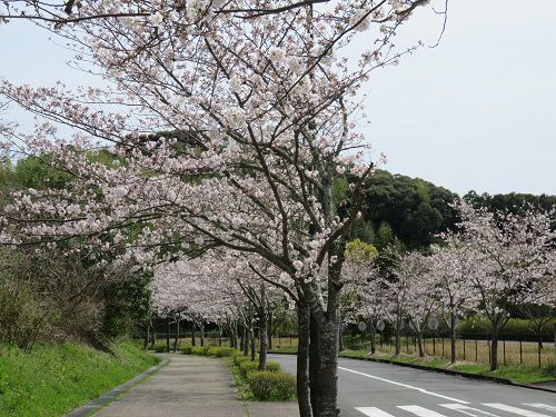 22世紀の丘公園、桜【掛川市】：満開の桜並木