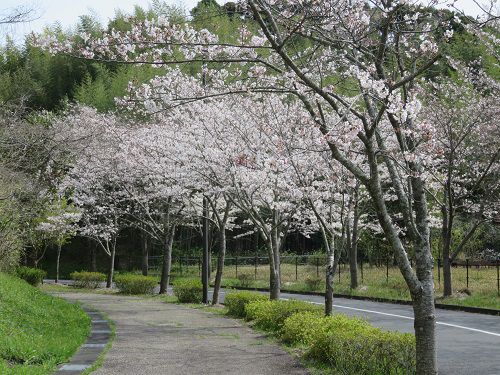 22世紀の丘公園、桜【掛川市】：桜並木の散歩道