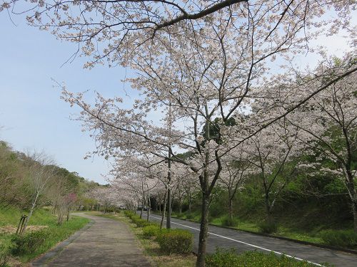 22世紀の丘公園、桜【掛川市】