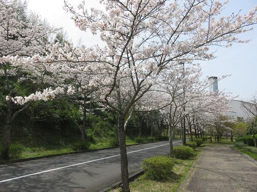 22世紀の丘公園、桜【掛川市】：桜と満開の桜並木