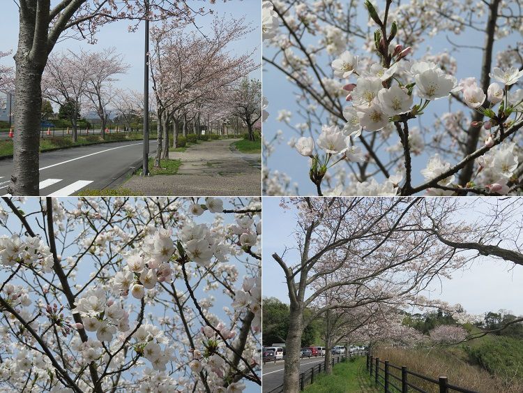 22世紀の丘公園、桜【掛川市】：見頃の桜並木