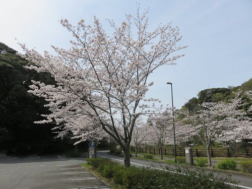 22世紀の丘公園、桜【掛川市】：桜と園内駐車場
