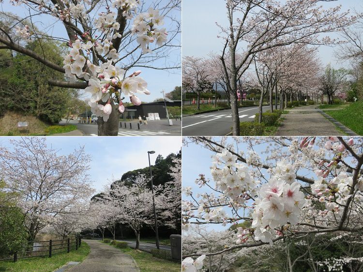 22世紀の丘公園、桜【掛川市】：見映え良い桜