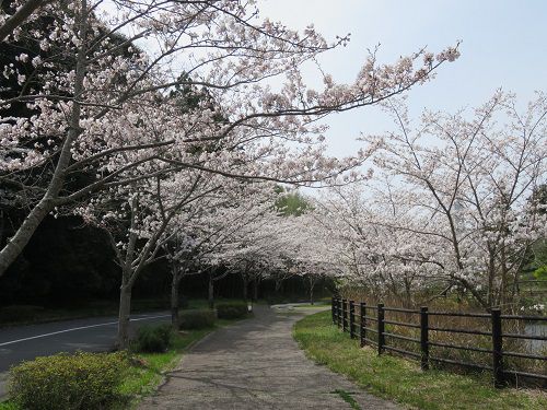 22世紀の丘公園、桜【掛川市】：桜のアーチ