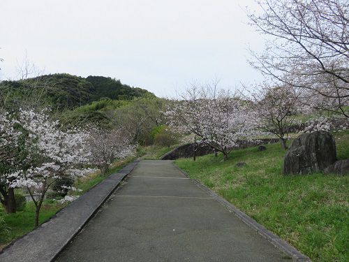 藤枝市総合運動公園、桜【藤枝市】：見頃の桜