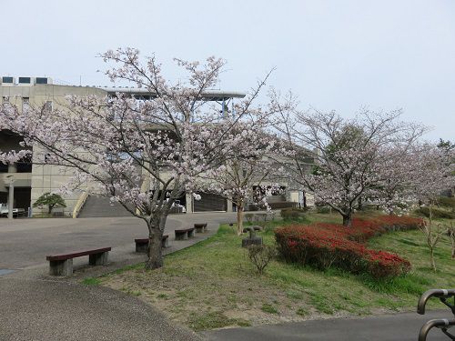 藤枝市総合運動公園、桜【藤枝市】