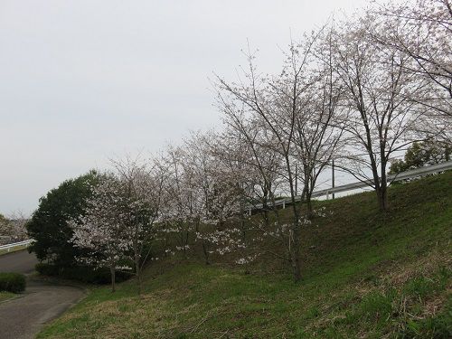 藤枝市総合運動公園、桜【藤枝市】：満開の桜