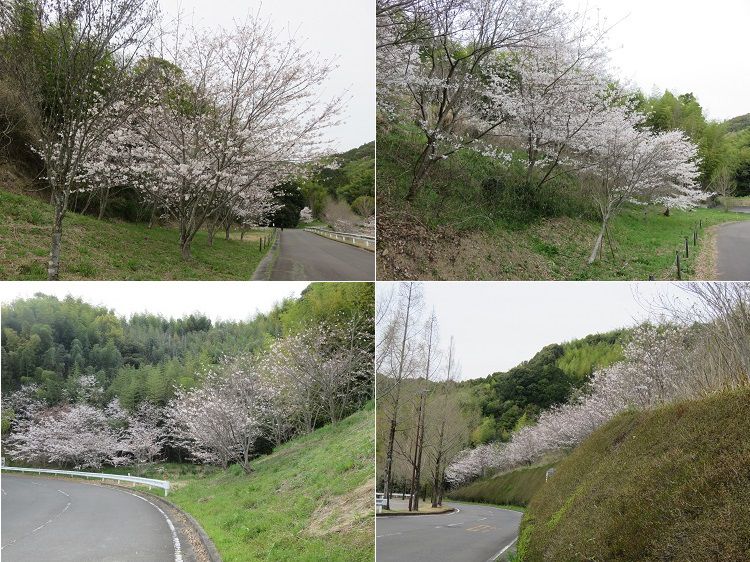 藤枝市総合運動公園、桜【藤枝市】：道路沿いの桜