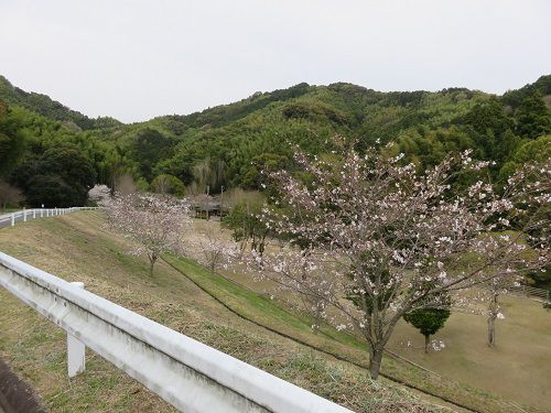 藤枝市総合運動公園、桜【藤枝市】：見頃前の桜