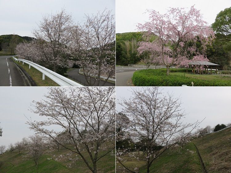 藤枝市総合運動公園、桜【藤枝市】：これから見頃を迎えて行く桜