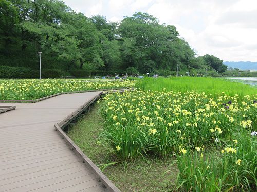 蓮華寺池公園、花しょうぶ