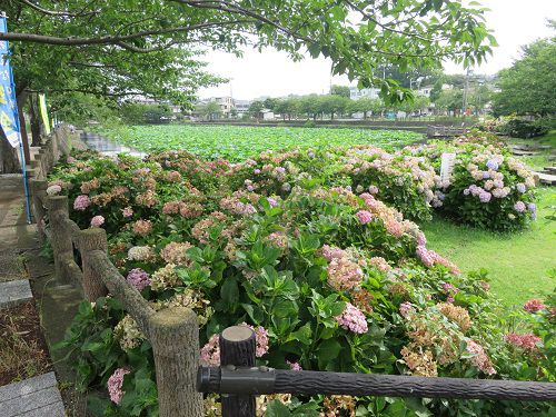 小鹿公園、蓮の花【静岡市】：紫陽花