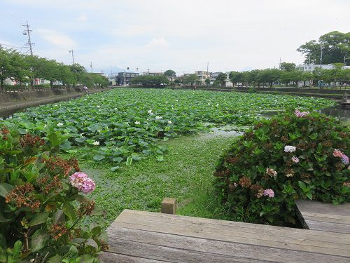 小鹿公園、蓮の花【静岡市】：蓮の花と紫陽花