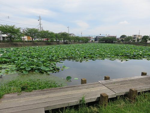 小鹿公園、蓮の花【静岡市】：池