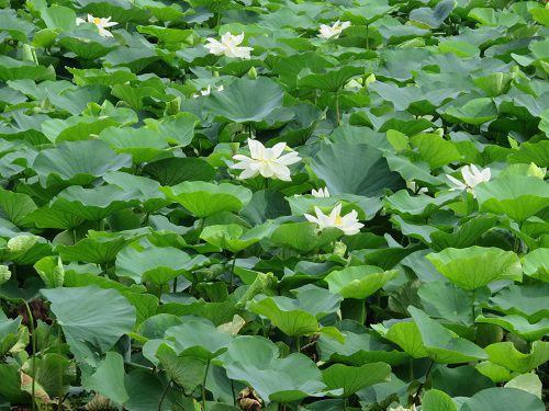 小鹿公園、蓮の花【静岡市】：ズームアップ