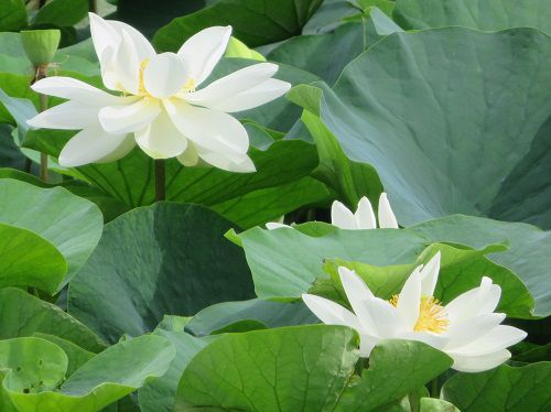 小鹿公園、蓮の花【静岡市】：花開く蓮の花