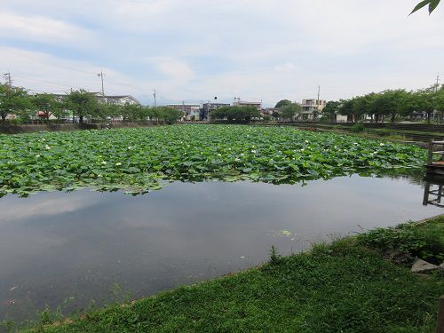 小鹿公園、蓮の花【静岡市】：二ツ池