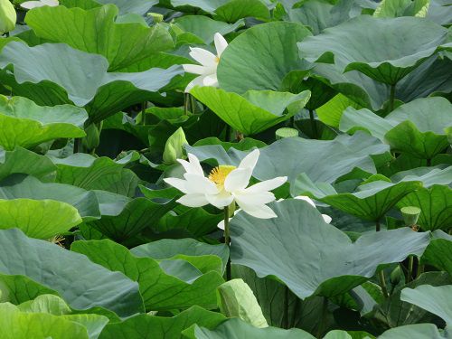 小鹿公園、蓮の花【静岡市】：見頃の蓮の花