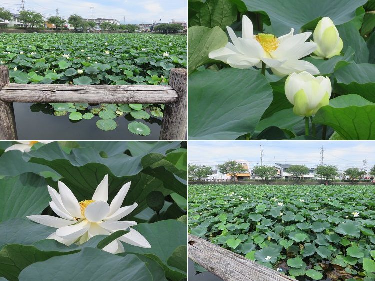 小鹿公園、蓮の花【静岡市】：二ツ池と蓮の花