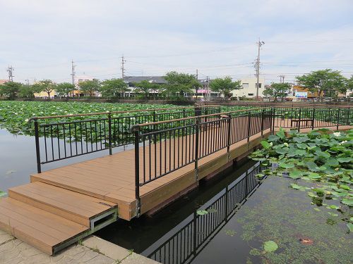 小鹿公園、蓮の花【静岡市】：水上デッキと蓮の花